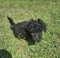 Sadie, a female Miniature Goldendoodle for sale in Nokomis, IL – 5 of 10