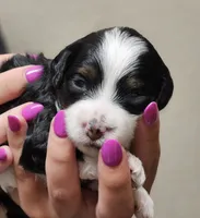 Sadie, a female Miniature Bernedoodle for sale in Nokomis, IL – 5 of 5