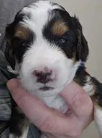 processed/1de77660-f3bd-4200-80ea-918fe0971af7/listing/d96386cf-e5fb-4091-acb9-84c68bdb7257/23bc3a25-69d6-458c-9af6-a31328377e1b