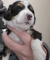 processed/1de77660-f3bd-4200-80ea-918fe0971af7/listing/d96386cf-e5fb-4091-acb9-84c68bdb7257/84f33c79-f981-4144-b66b-ed6282208336