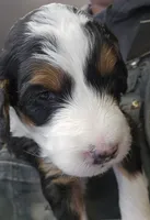 processed/1de77660-f3bd-4200-80ea-918fe0971af7/listing/d96386cf-e5fb-4091-acb9-84c68bdb7257/8fbda174-a1ba-4be3-8d67-2a67aae3d3c0