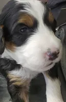 processed/1de77660-f3bd-4200-80ea-918fe0971af7/listing/d96386cf-e5fb-4091-acb9-84c68bdb7257/a6822b69-ad34-4afd-89ba-160ad313dd0c