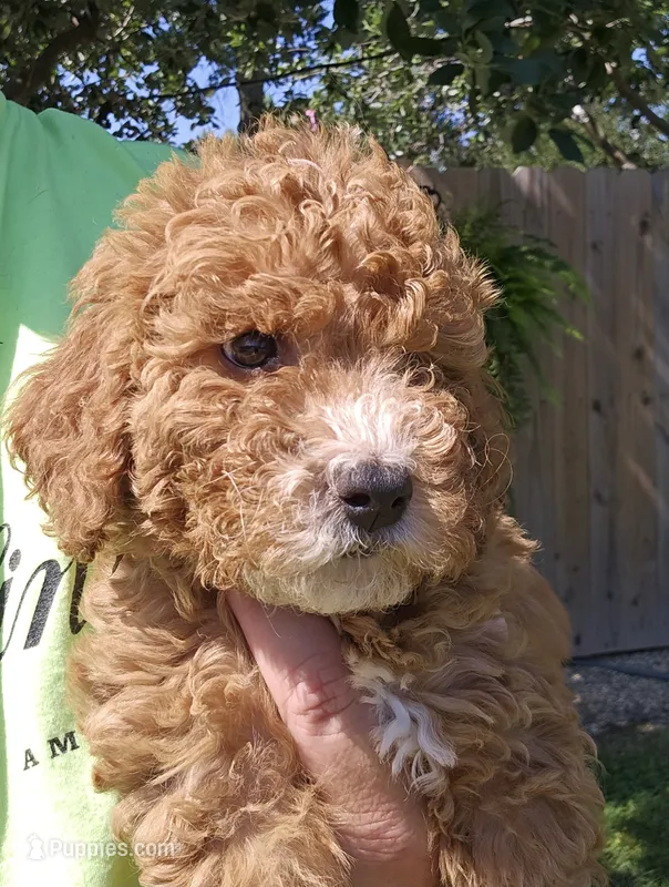 Mikey – Miniature Goldendoodle puppy for sale in Nokomis, IL