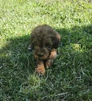Jacey, a female Miniature Goldendoodle for sale in Nokomis, IL – 5 of 9