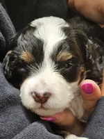 Jacey, a female Miniature Bernedoodle for sale in Nokomis, IL – 2 of 2