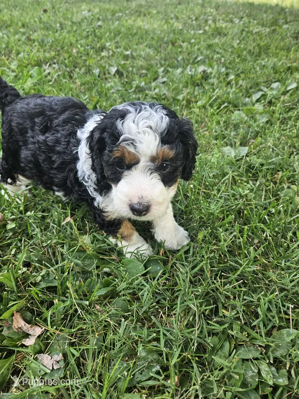 Jacey – Miniature Bernedoodle puppy for sale in Nokomis, IL