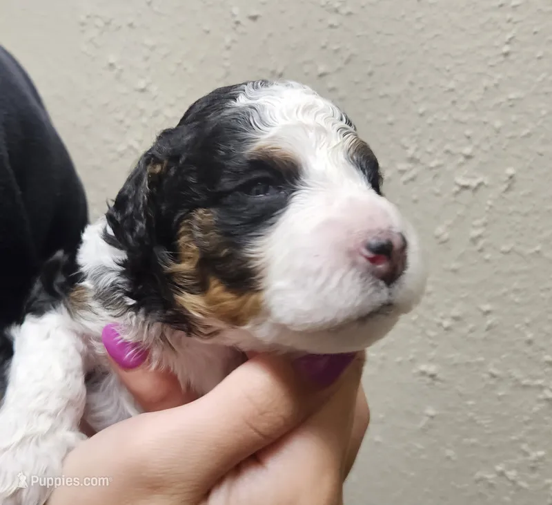 Bruno – Miniature Bernedoodle puppy for sale in Nokomis, IL