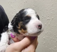 Bruno, a male Miniature Bernedoodle for sale in Nokomis, IL – 1 of 4