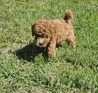 Mikey, a male Miniature Goldendoodle for sale in Nokomis, IL – 6 of 8
