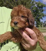 Jacey, a female Miniature Goldendoodle for sale in Nokomis, IL – 3 of 9