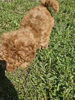 Mikey, a male Miniature Goldendoodle for sale in Nokomis, IL – 7 of 8