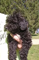 Sadie, a female Miniature Goldendoodle for sale in Nokomis, IL – 6 of 10