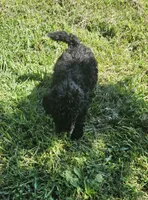 Sadie, a female Miniature Goldendoodle for sale in Nokomis, IL – 10 of 10