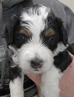 processed/1de77660-f3bd-4200-80ea-918fe0971af7/listing/ffe13062-f67b-4817-8b09-4a78a5398380/e4a5e8b3-1cfd-4d41-85c6-336d7e2afc2c