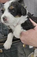 processed/1de77660-f3bd-4200-80ea-918fe0971af7/listing/ffe13062-f67b-4817-8b09-4a78a5398380/ea7313f3-3b14-4820-8d54-1fdd1453a80a