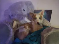Pipsqueak , a female Pembroke Welsh Corgi and Miniature Australian Shepherd for sale in Pflugerville, TX – 4 of 4