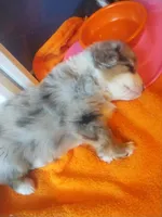 Rosie, a female Pembroke Welsh Corgi and Miniature Australian Shepherd for sale in Pflugerville, TX – 2 of 5