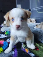 Moo, a male Pembroke Welsh Corgi and Miniature Australian Shepherd for sale in Pflugerville, TX – 3 of 5