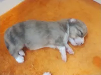 Pipsqueak , a female Pembroke Welsh Corgi and Miniature Australian Shepherd for sale in Pflugerville, TX – 2 of 4