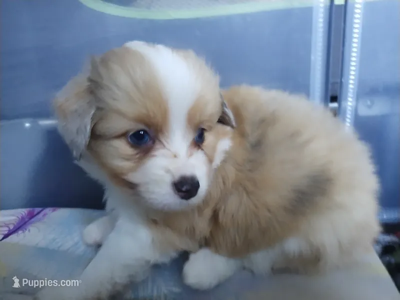 Charlie  – Pembroke Welsh Corgi, Miniature Australian Shepherd puppy for sale in Pflugerville, TX