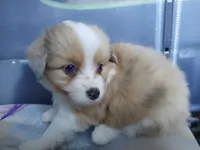 Charlie , a male Pembroke Welsh Corgi and Miniature Australian Shepherd for sale in Pflugerville, TX – 1 of 6