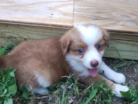 Nathan, a male Pembroke Welsh Corgi and Miniature Australian Shepherd for sale in Pflugerville, TX – 1 of 4