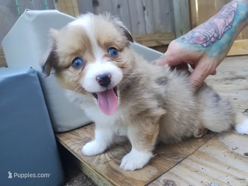 Pipsqueak  – Pembroke Welsh Corgi, Miniature Australian Shepherd puppy for sale in Pflugerville, TX
