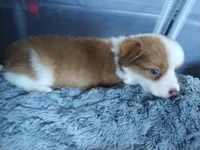 Nathan, a male Pembroke Welsh Corgi and Miniature Australian Shepherd for sale in Pflugerville, TX – 2 of 4