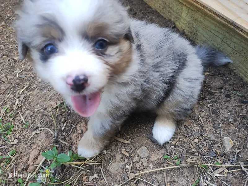 Rosie – Pembroke Welsh Corgi, Miniature Australian Shepherd puppy on hold in Pflugerville, TX