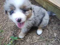 Rosie, a female Pembroke Welsh Corgi and Miniature Australian Shepherd for sale in Pflugerville, TX – 1 of 5