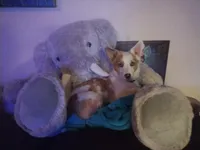 Pete Jr, a male Pembroke Welsh Corgi and Miniature Australian Shepherd for sale in Pflugerville, TX – 3 of 4