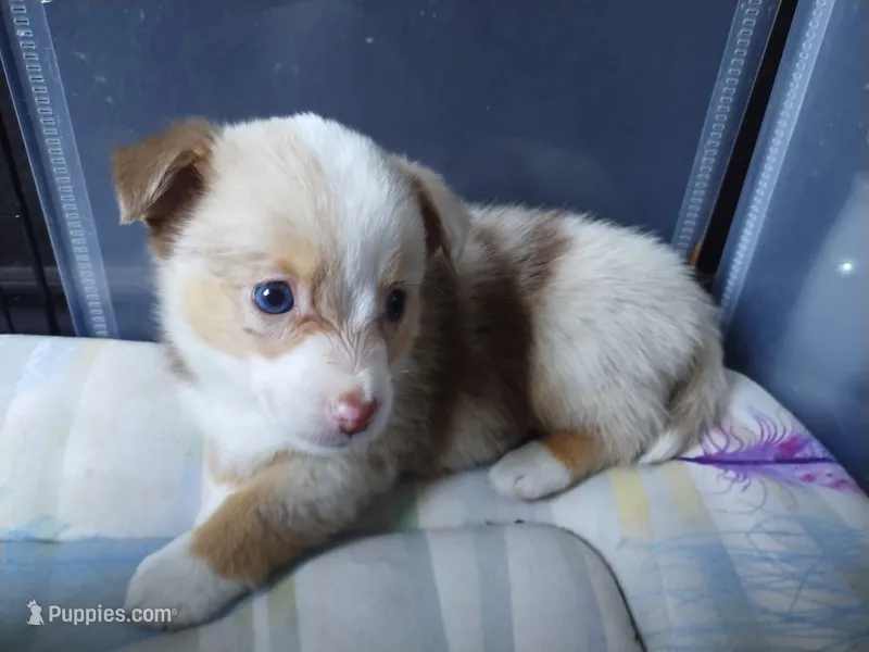 Truffles  – Pembroke Welsh Corgi, Miniature Australian Shepherd puppy for sale in Pflugerville, TX