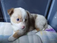 Truffles , a male Pembroke Welsh Corgi and Miniature Australian Shepherd for sale in Pflugerville, TX – 1 of 4