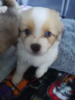 Charlie , a male Pembroke Welsh Corgi and Miniature Australian Shepherd for sale in Pflugerville, TX – 2 of 6
