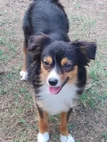 Rosie, a female Pembroke Welsh Corgi and Miniature Australian Shepherd for sale in Pflugerville, TX – 5 of 5