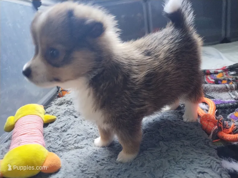 Chipmunk – Pembroke Welsh Corgi, Miniature Australian Shepherd puppy on hold in Pflugerville, TX