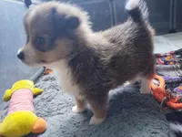 Chipmunk, a female Pembroke Welsh Corgi and Miniature Australian Shepherd for sale in Pflugerville, TX – 1 of 4