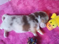 Truffles , a male Pembroke Welsh Corgi and Miniature Australian Shepherd for sale in Pflugerville, TX – 2 of 4