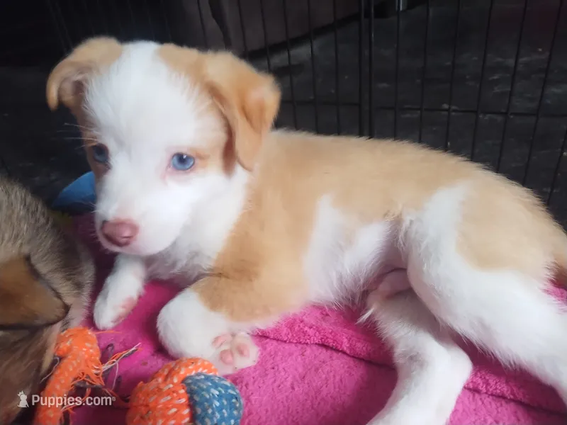 Moo – Pembroke Welsh Corgi, Miniature Australian Shepherd puppy for sale in Pflugerville, TX