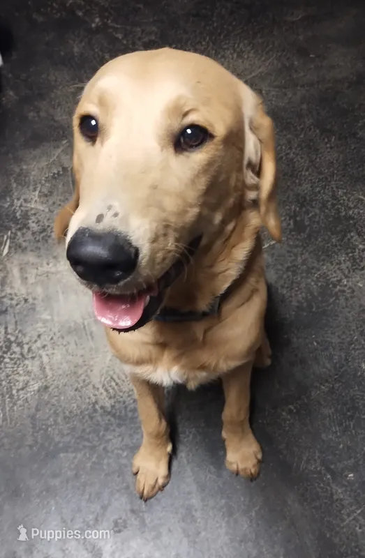 Arnold, a male Labrador Retriever for sale in Pflugerville, TX – 1 of 3