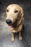 Arnold, a male Labrador Retriever for sale in Pflugerville, TX – 1 of 3