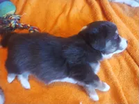 Pete Jr, a male Pembroke Welsh Corgi and Miniature Australian Shepherd for sale in Pflugerville, TX – 2 of 4