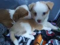 Moo, a male Pembroke Welsh Corgi and Miniature Australian Shepherd for sale in Pflugerville, TX – 2 of 5