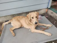 Arnold, a male Labrador Retriever for sale in Pflugerville, TX – 2 of 3