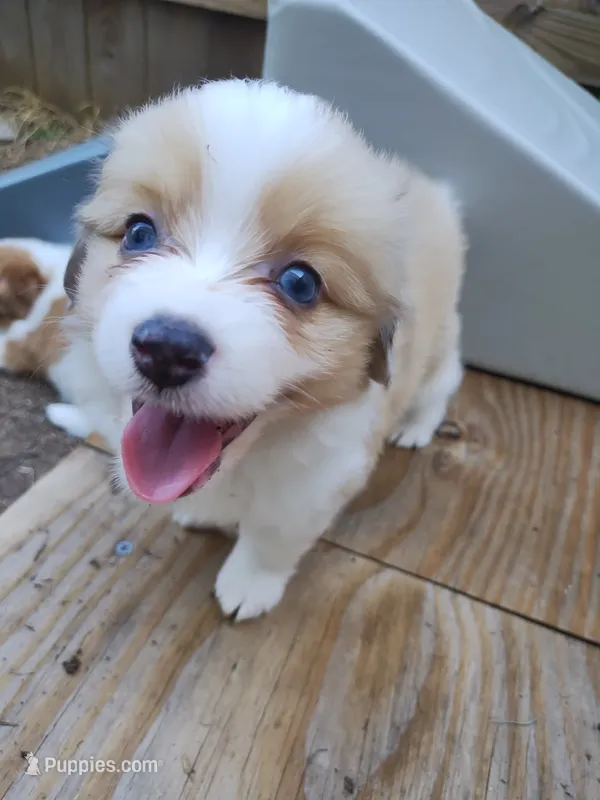 Charlie  – Pembroke Welsh Corgi, Miniature Australian Shepherd puppy for sale in Pflugerville, TX