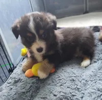 Chipmunk, a female Pembroke Welsh Corgi and Miniature Australian Shepherd for sale in Pflugerville, TX – 2 of 4