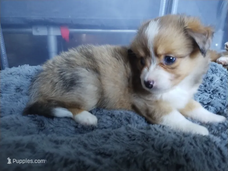 Pipsqueak  – Pembroke Welsh Corgi, Miniature Australian Shepherd puppy for sale in Pflugerville, TX