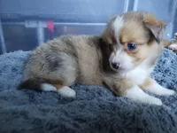 Pipsqueak , a female Pembroke Welsh Corgi and Miniature Australian Shepherd for sale in Pflugerville, TX – 1 of 4