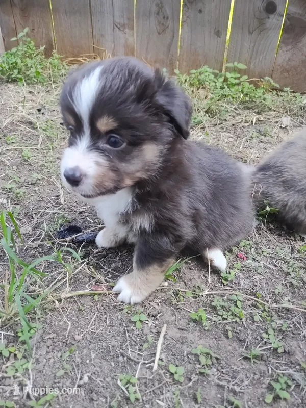 Pete Jr – Pembroke Welsh Corgi, Miniature Australian Shepherd puppy for sale in Pflugerville, TX