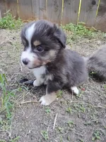 Pete Jr, a male Pembroke Welsh Corgi and Miniature Australian Shepherd for sale in Pflugerville, TX – 1 of 4